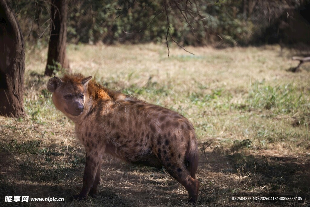野外站立的鬣狗