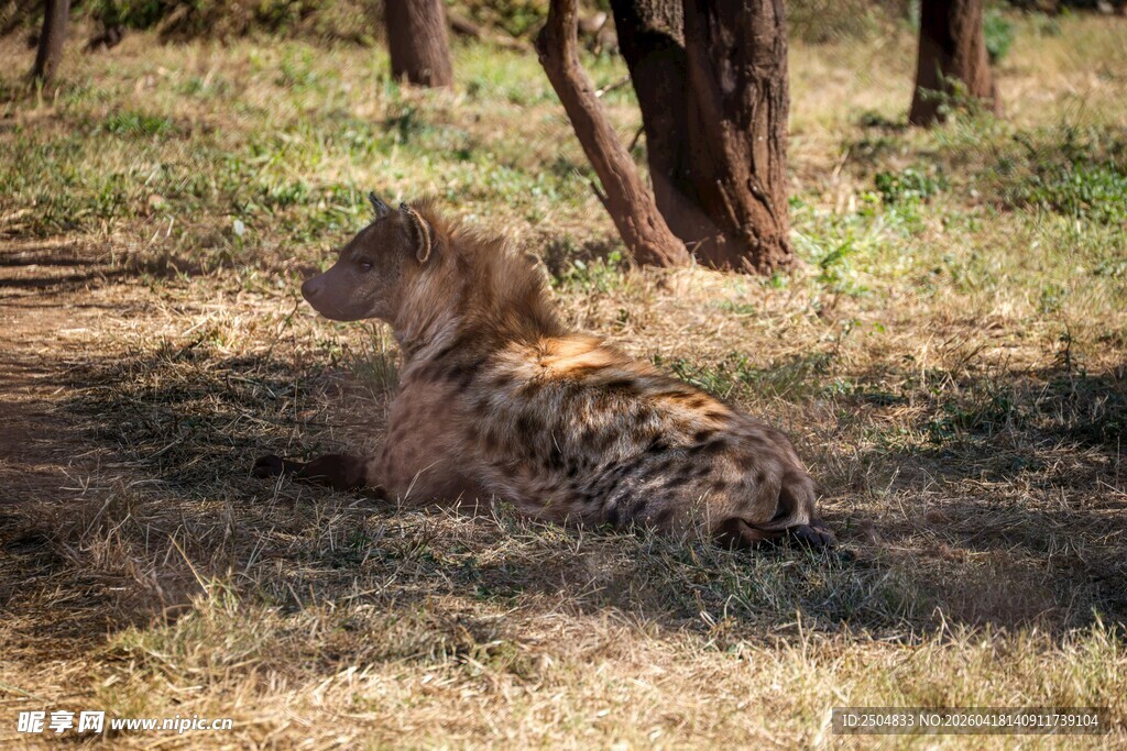 草原上休憩的鬣狗