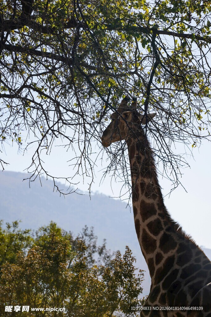 长颈鹿于树荫下眺望远方