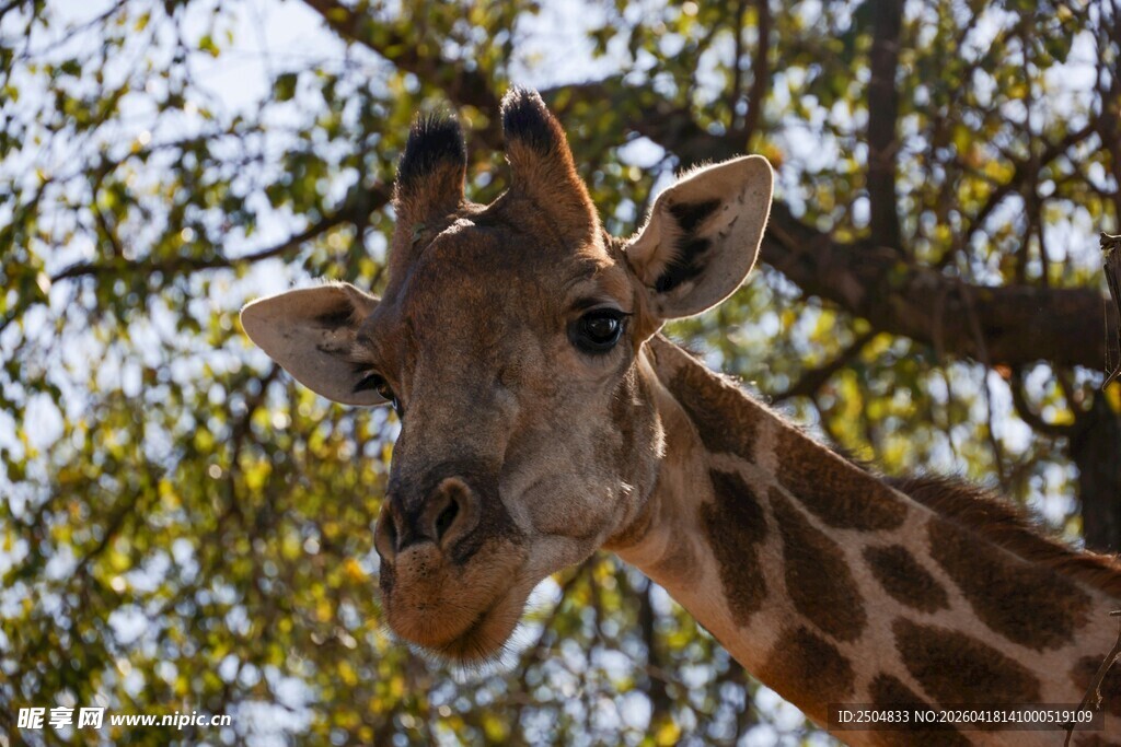 长颈鹿在繁茂树林中