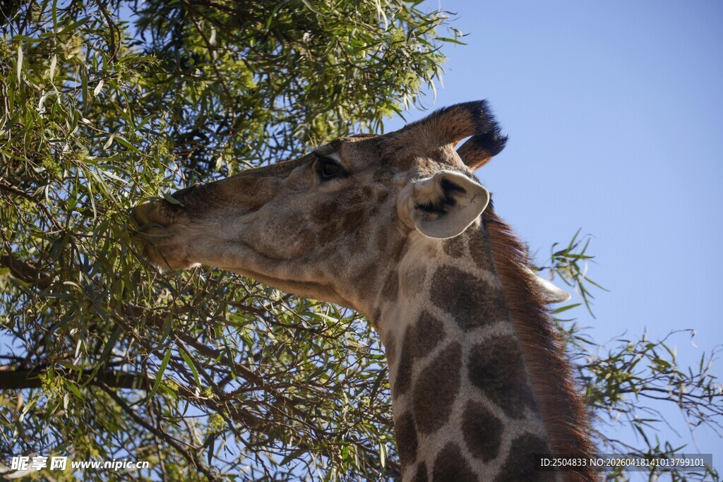 长颈鹿仰头吃树上叶子
