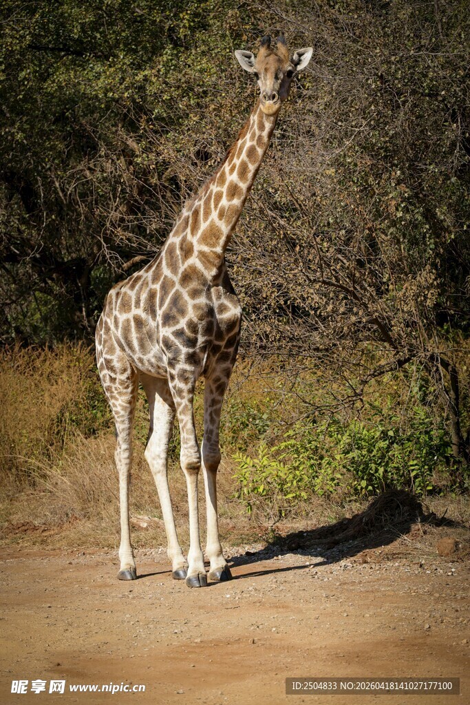 野外站立的长颈鹿