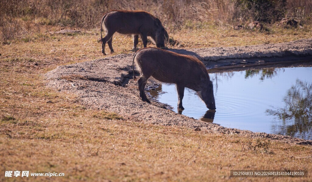 野外水坑边饮水的野猪