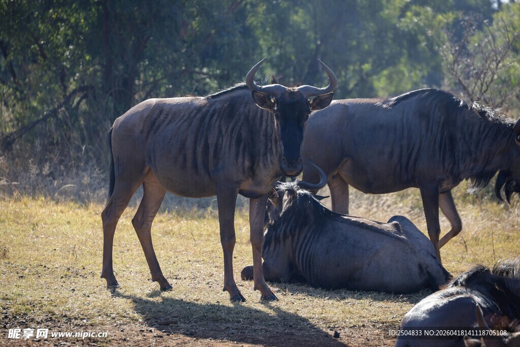 草原上休憩的角马群