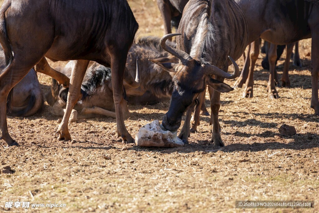角马群中的幼崽与成年角马