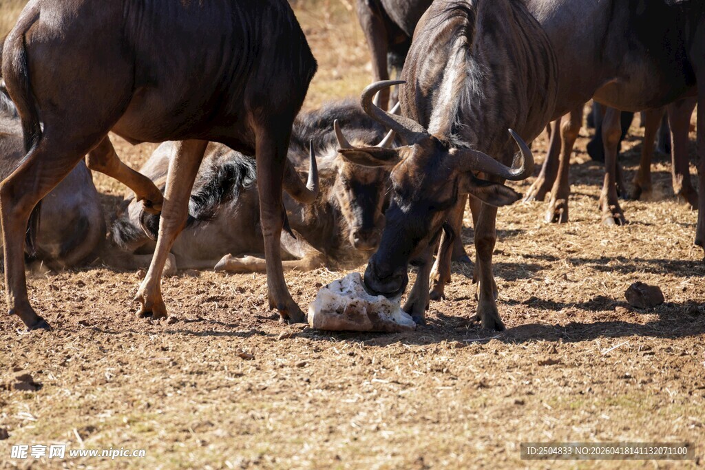 角马群中的新生幼崽
