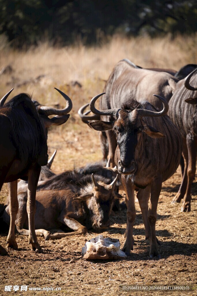草原上的角马群与新生幼崽