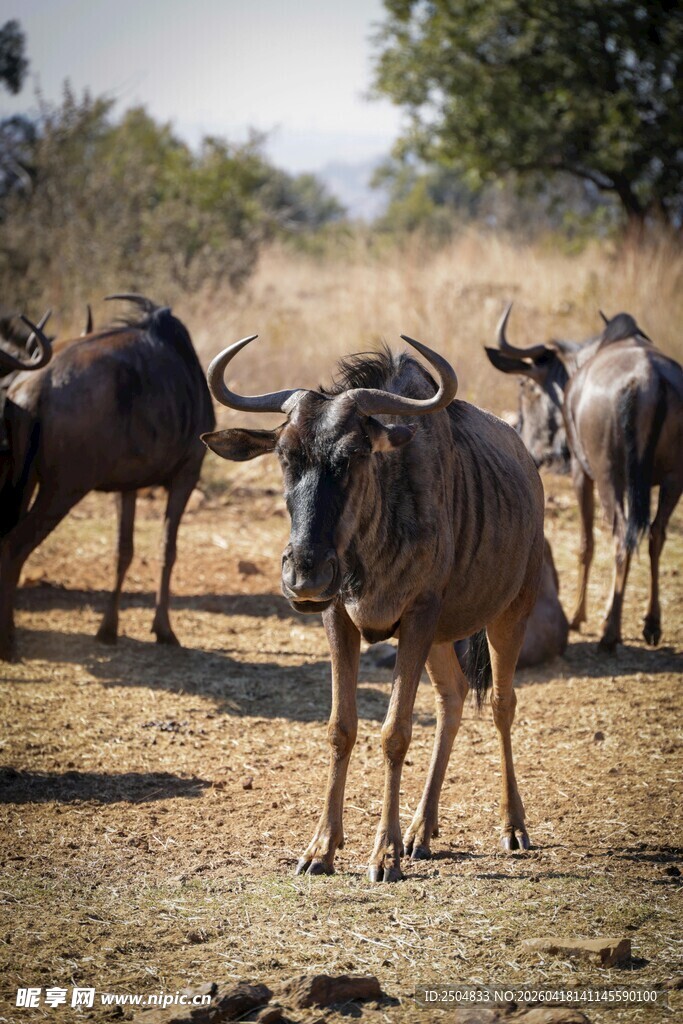 草原上的角马群