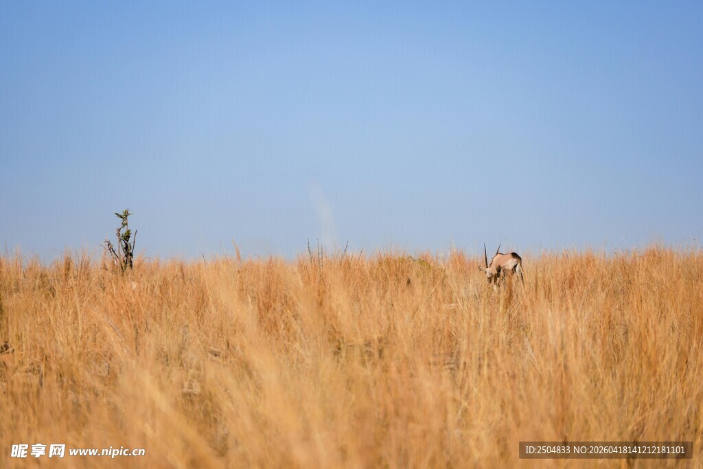 金黄草海中的两个身影
