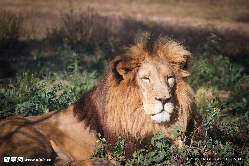 草原雄狮 尽显王者风范