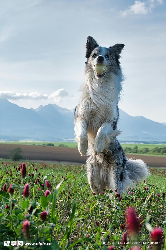 田园中站立的可爱牧羊犬