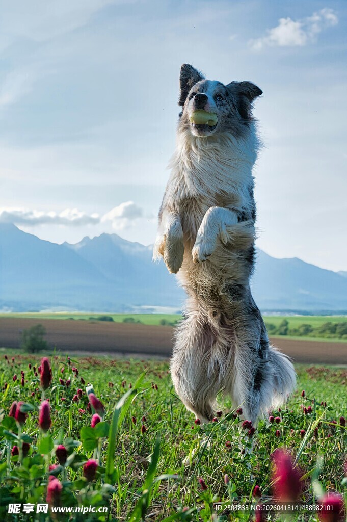 田野中欢跳的牧羊犬