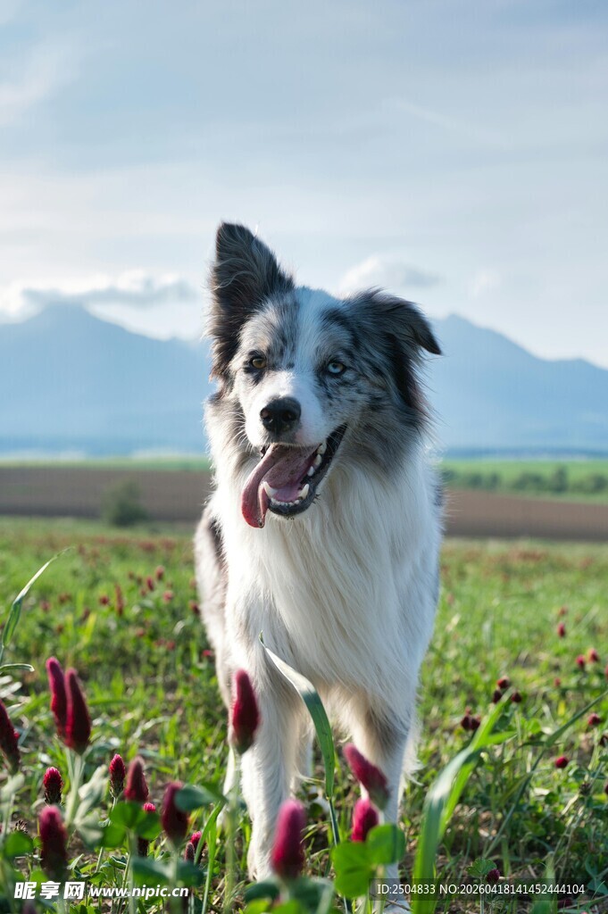 田野中欢快的边牧犬