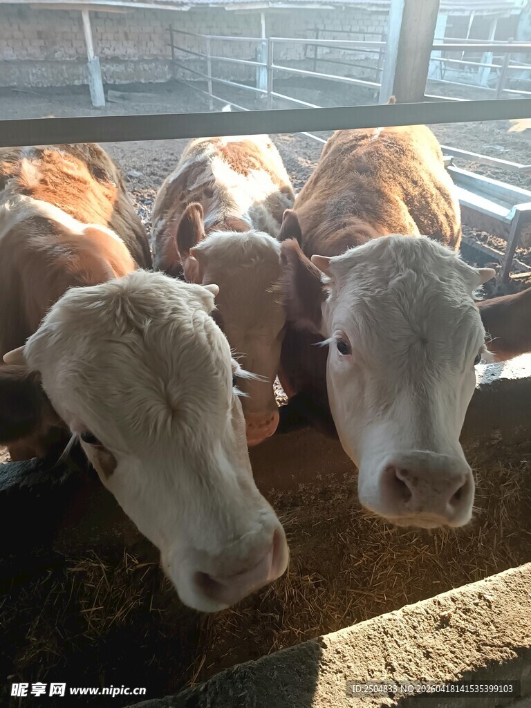 圈舍中的多头可爱奶牛