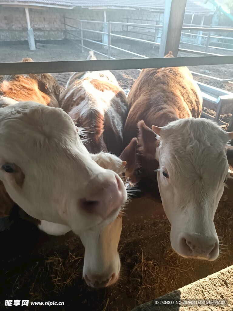 可爱牛群在棚内亲密互动
