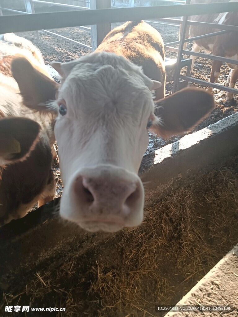 牛舍中的奶牛特写