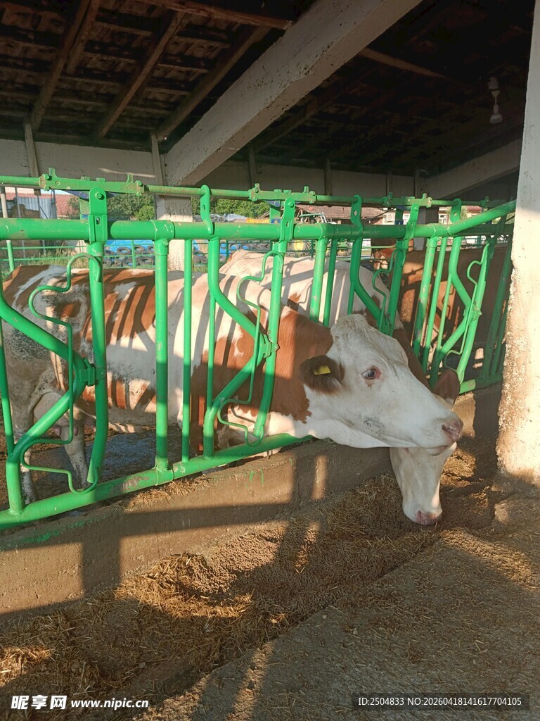 工人在牛舍内照料牛群