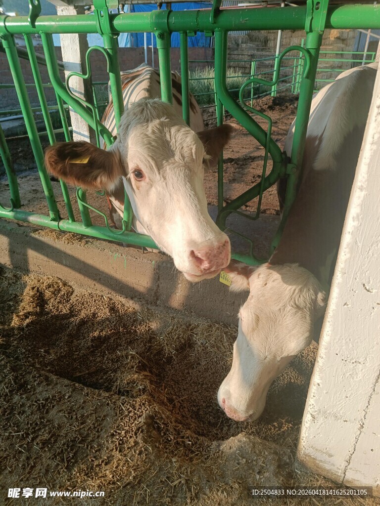 围栏里的可爱小牛