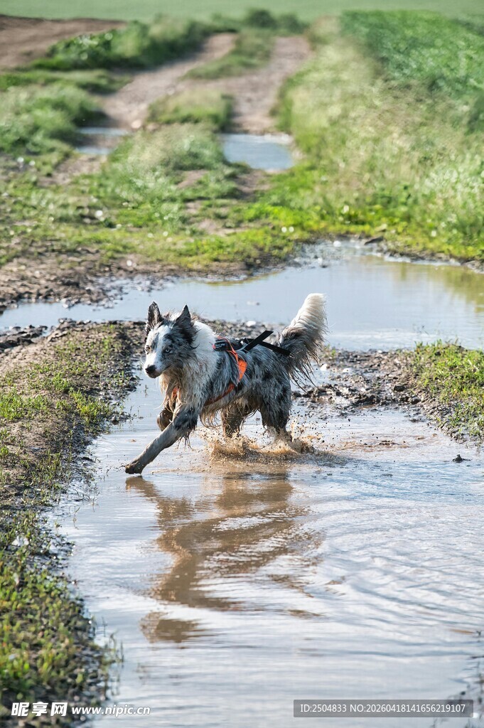 狗狗欢快踏水的美好瞬间