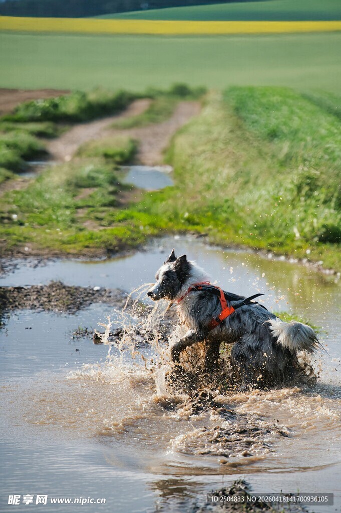 狗狗欢快踏水泥坑