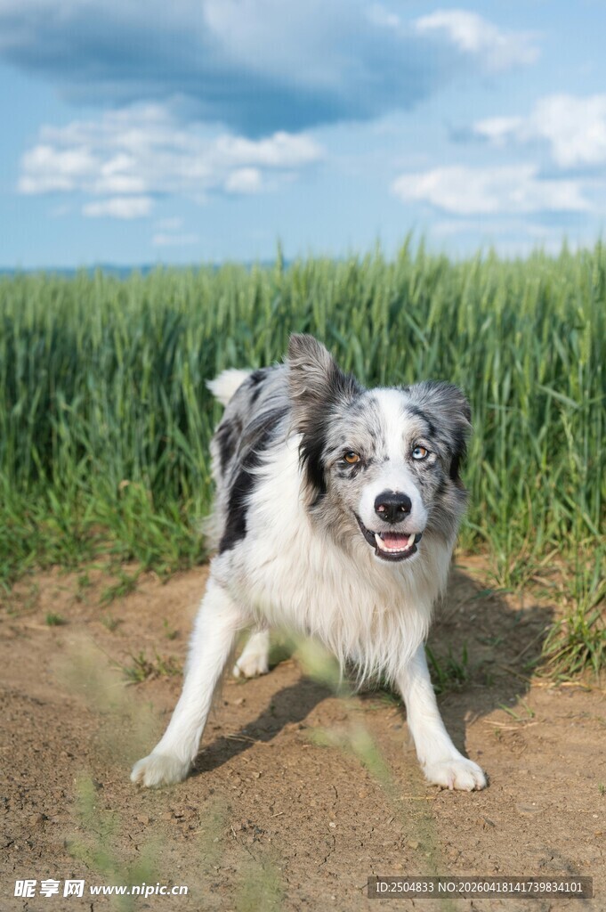 田野中的快乐边牧犬