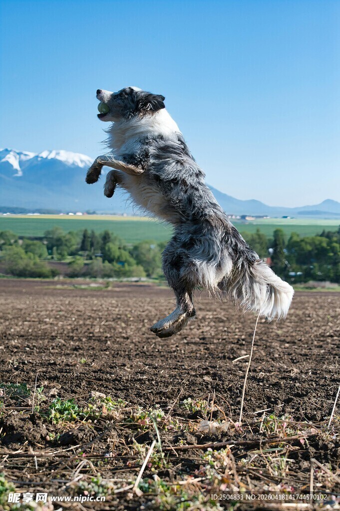 跳跃的牧羊犬