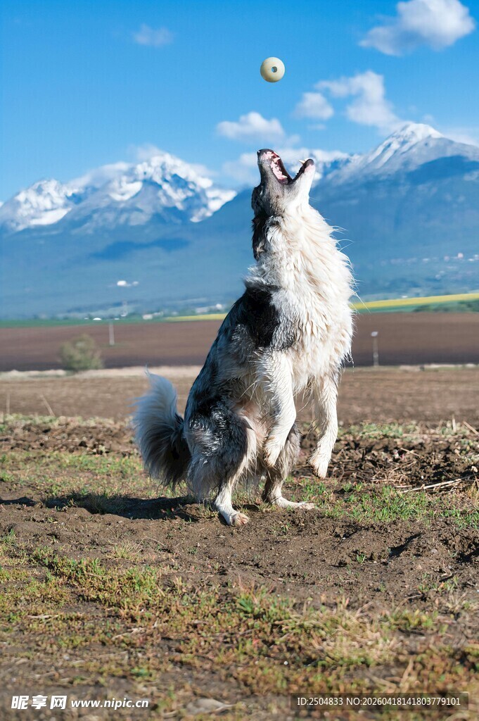 白狗跃起向空中飞盘