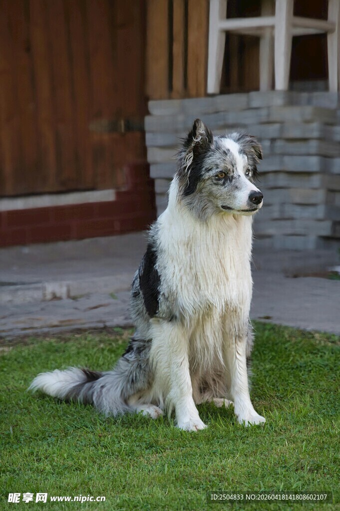 草地边的帅气边牧犬