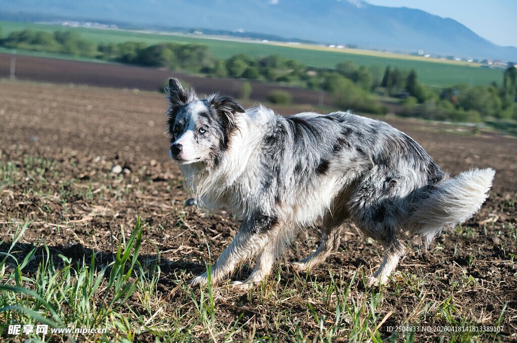田野中奔跑的帅气牧羊犬