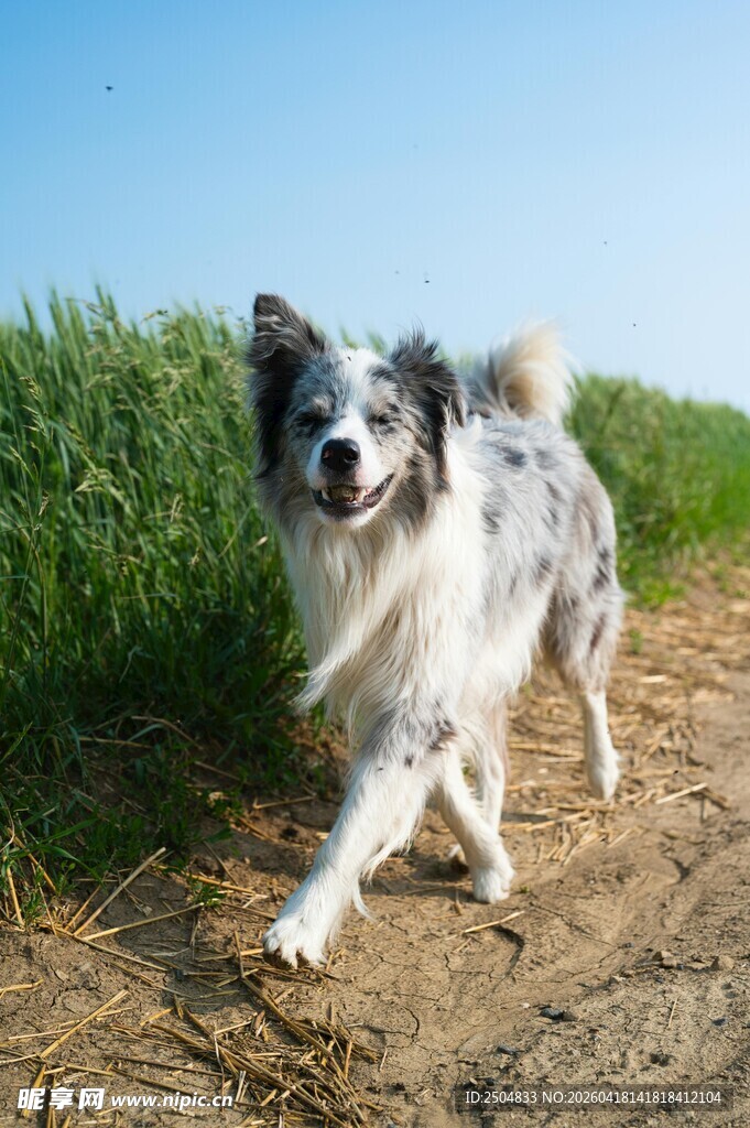 田园中漫步的可爱边牧