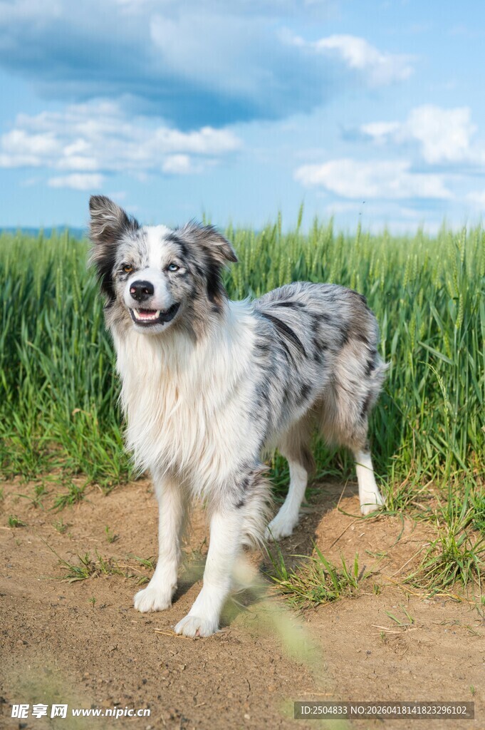  洲牧羊犬在户外草地