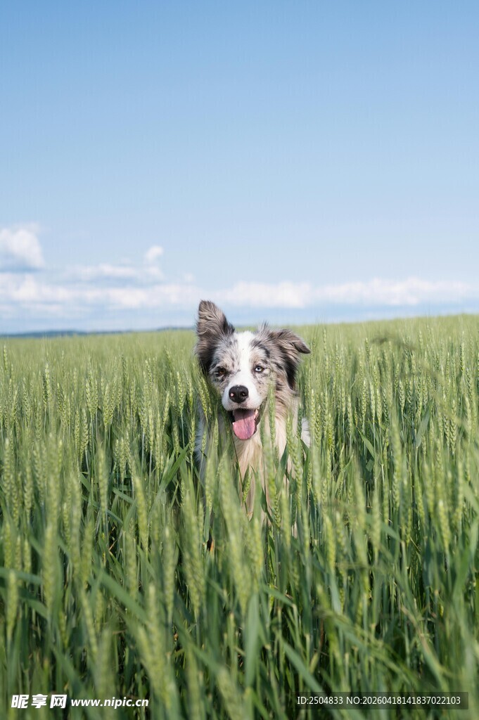 田野中欢快的牧羊犬