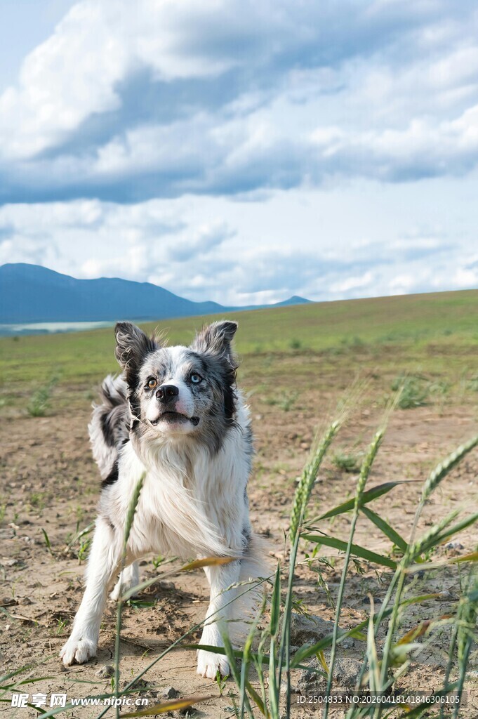 草原上的活力边牧