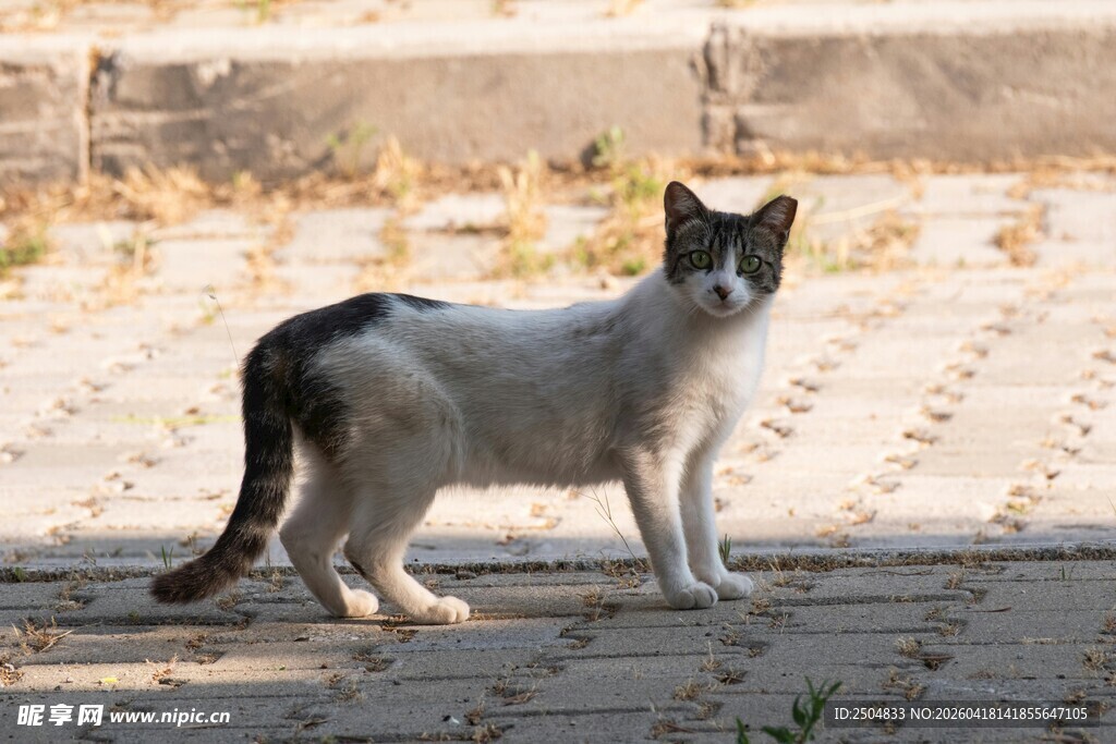灰白猫咪立于砖石地面
