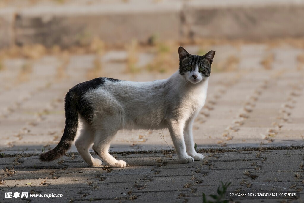户外站立的黑白花纹猫咪