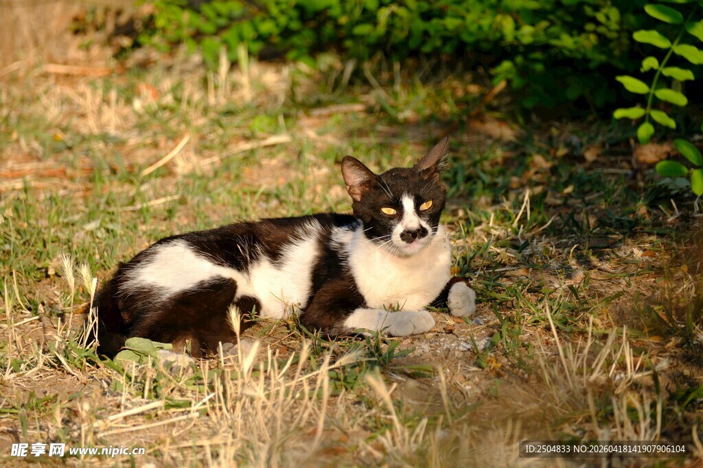黑白猫咪惬意躺于草地