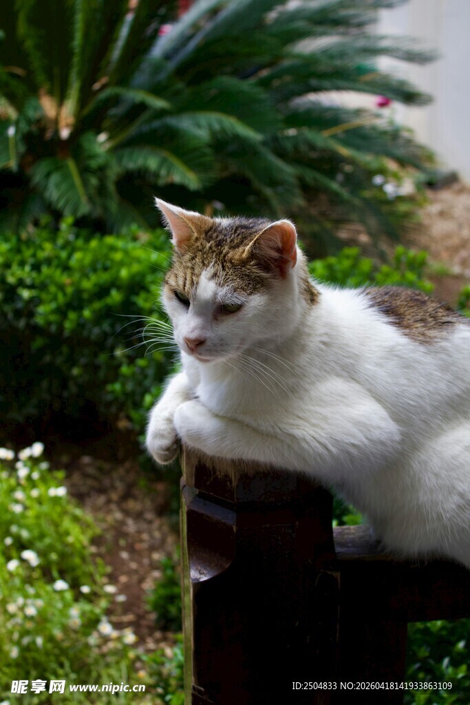 慵懒猫咪惬意趴围栏
