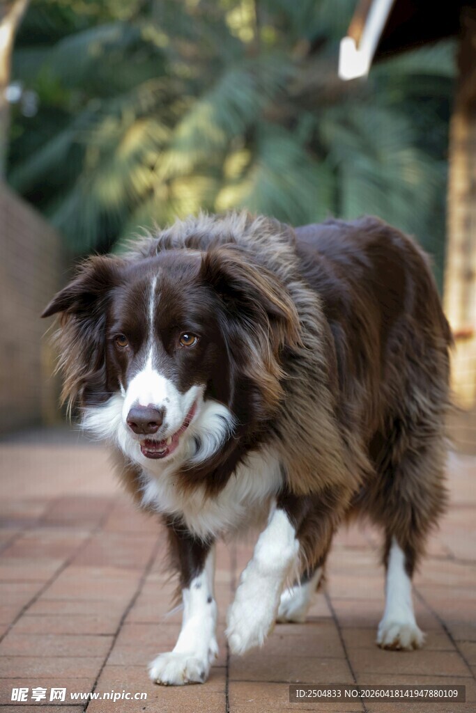 棕白边牧欢快行走