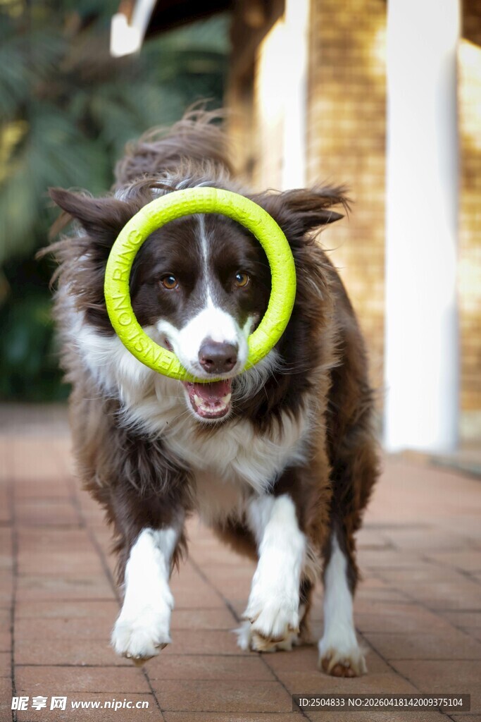 狗狗叼着飞盘奔跑
