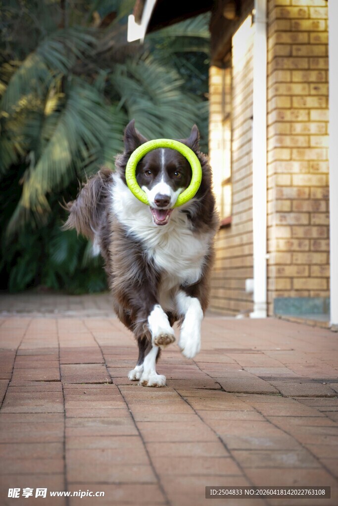 奔跑的戴光环小狗