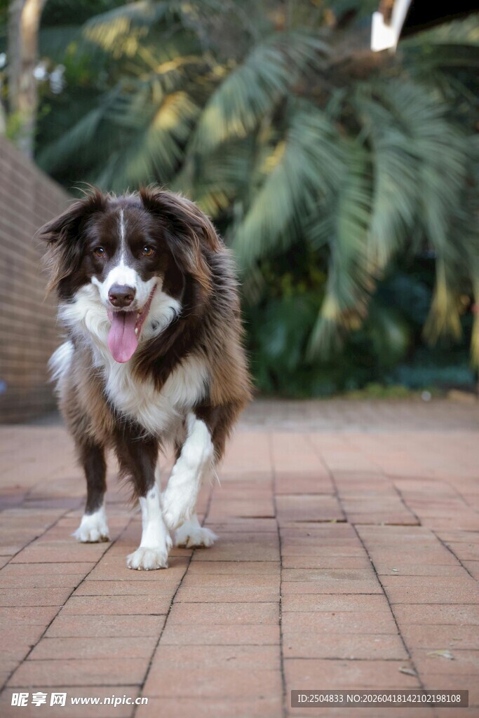  洲牧羊犬欢快行走