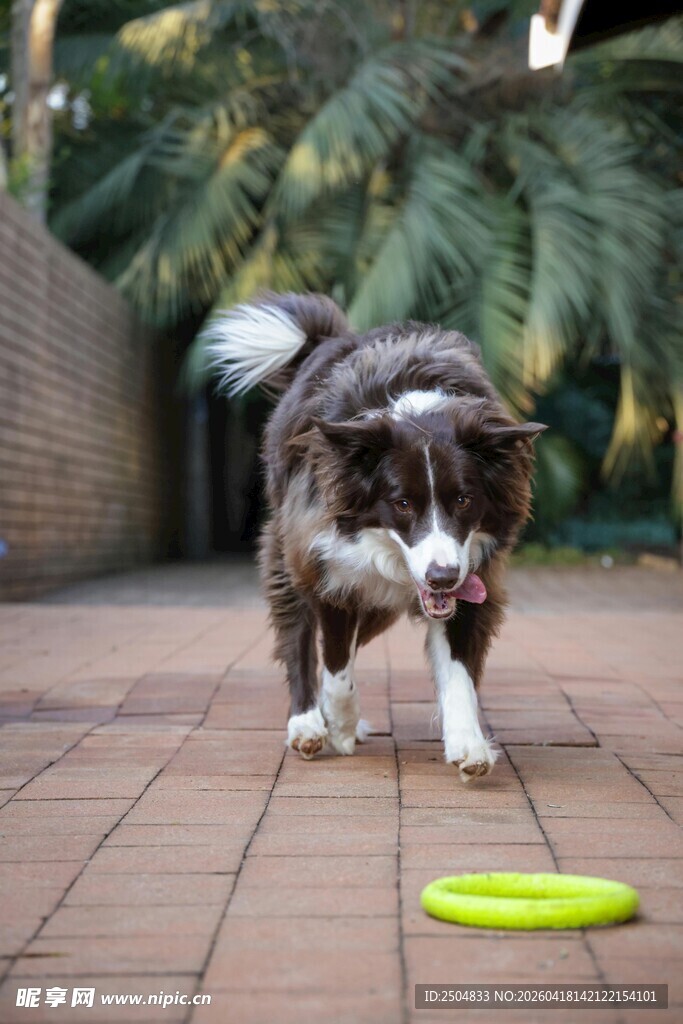 边牧欢快玩飞盘
