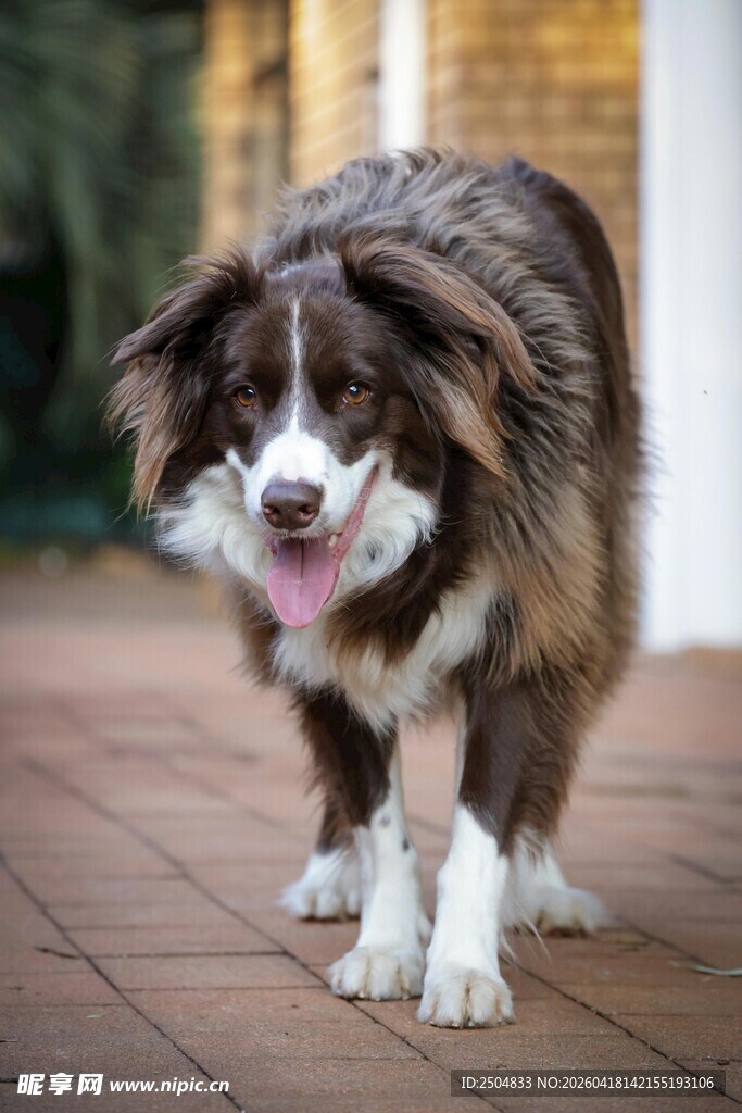 可爱棕白边牧户外漫步