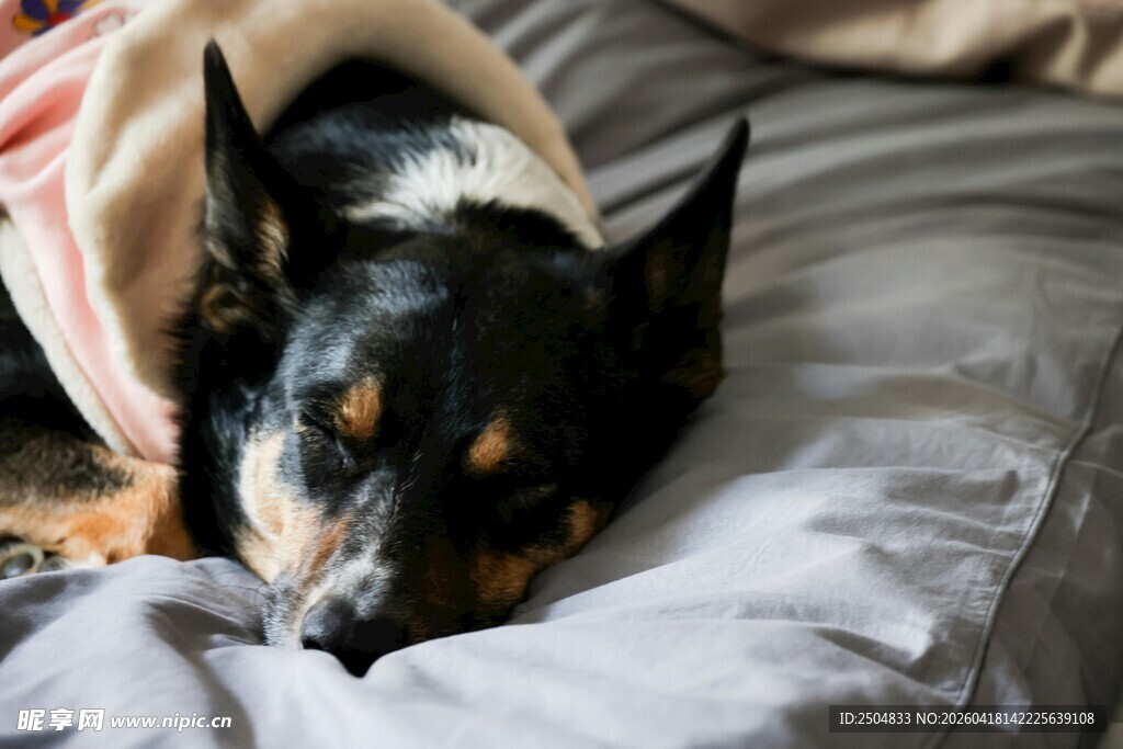 熟睡的狗狗盖着毯子