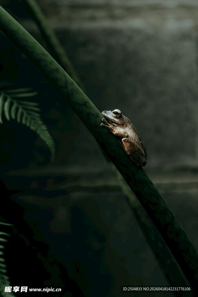 树枝上的青蛙