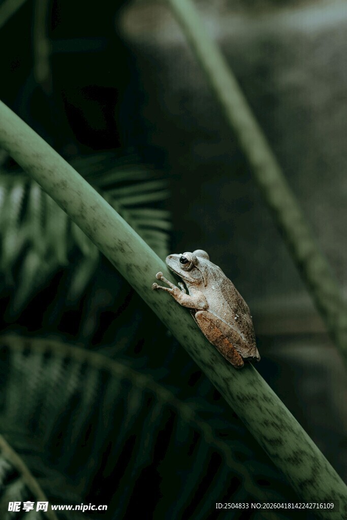 树枝上的小巧青蛙