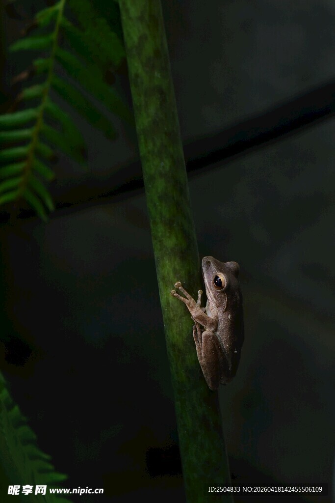 树干上的小巧棕色蛙类