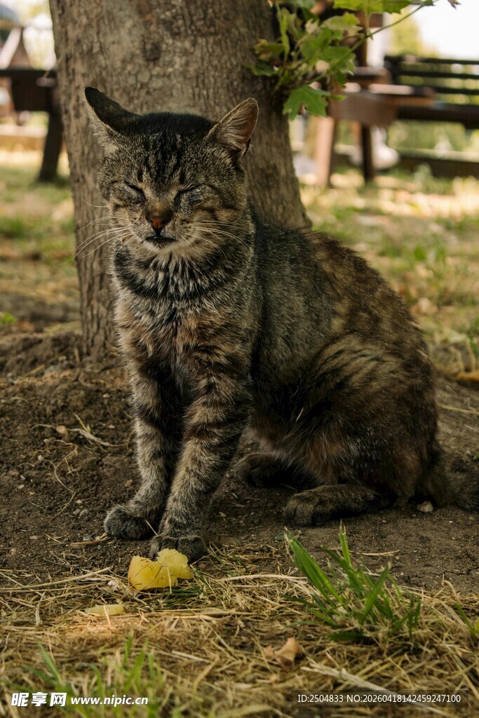 树下休憩的猫咪