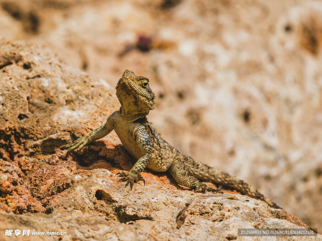 岩石上的蜥蜴