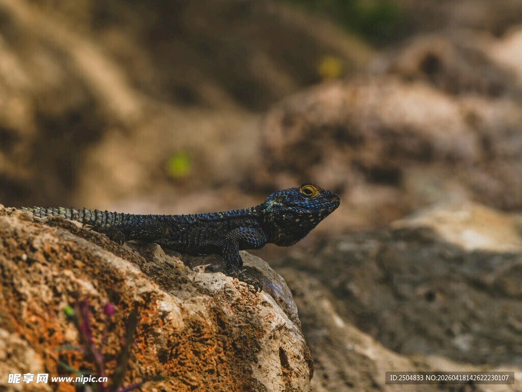 岩石上的黑色蜥蜴